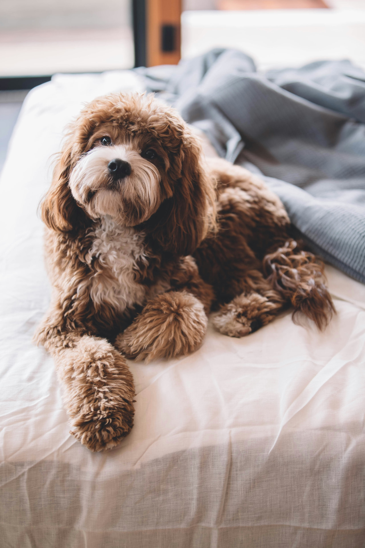 A cavapoo resting on a linen-covered bed in soft morning light